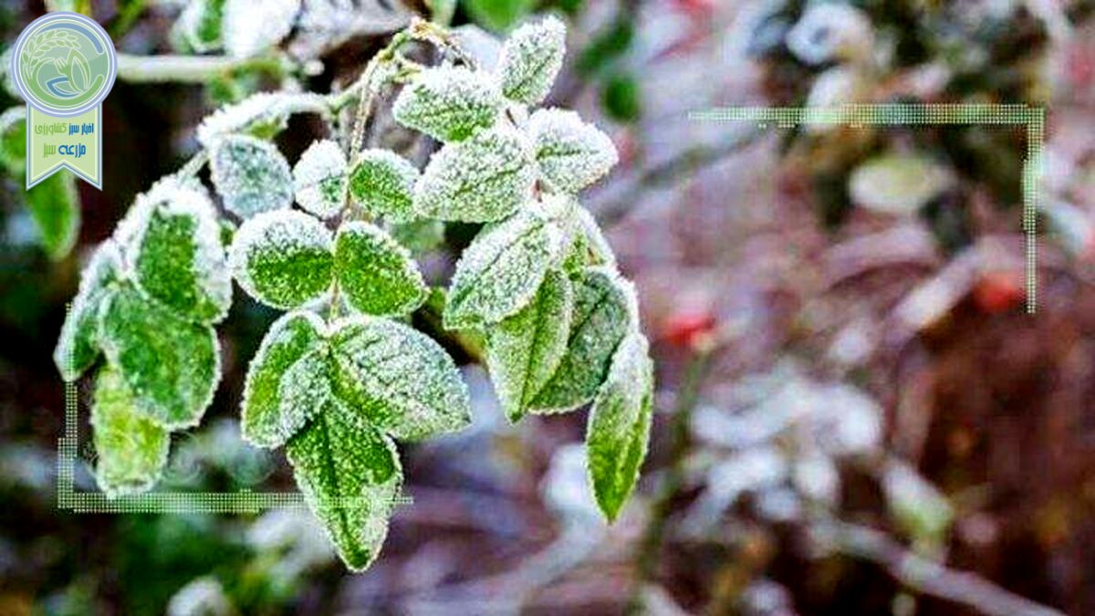 دامداران، مرغداران و زنبورداران بخوانند