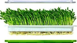 چگونه میکرو سبز بکاریم؟