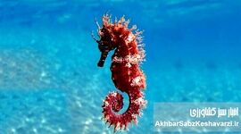 از اسبک دریایی خلیج فارس تا رقابت پنهان با غول‌های شیلاتی آسیا