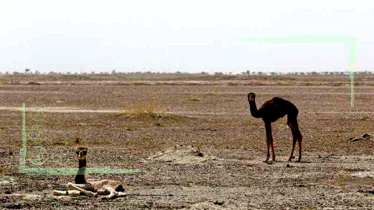 جازموریان به صورت کامل خشک شد