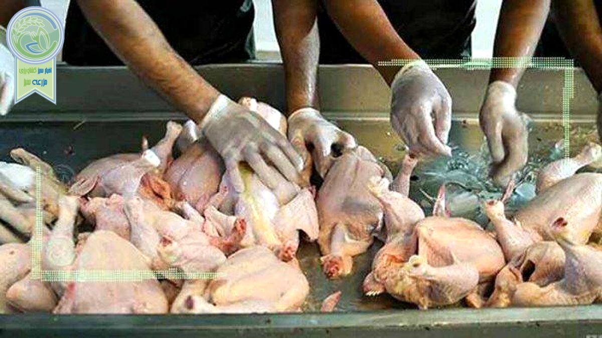 قیمت انواع مرغ در ۱۹ بهمن ۱۴۰۱