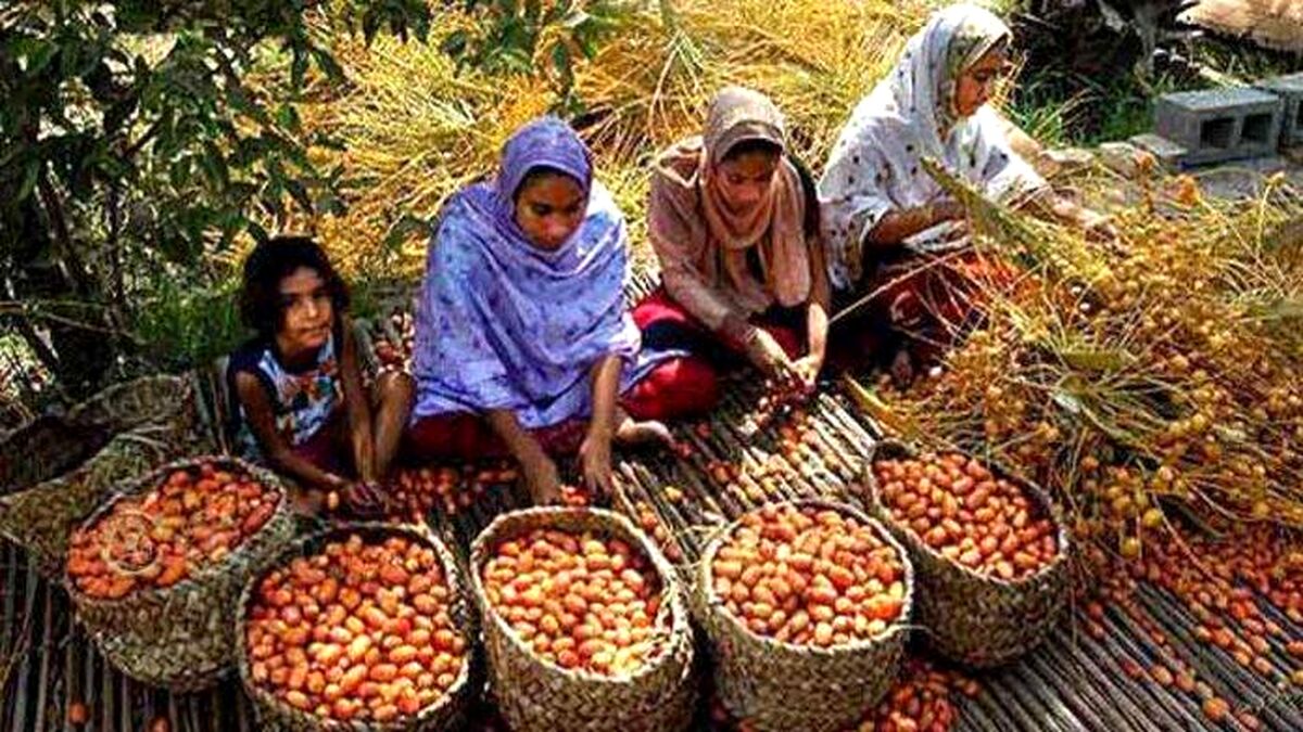 بازاریابی حلقه گمشده صادرات خرما