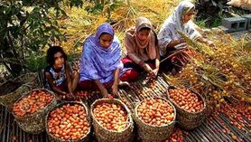 بازاریابی حلقه گمشده صادرات خرما