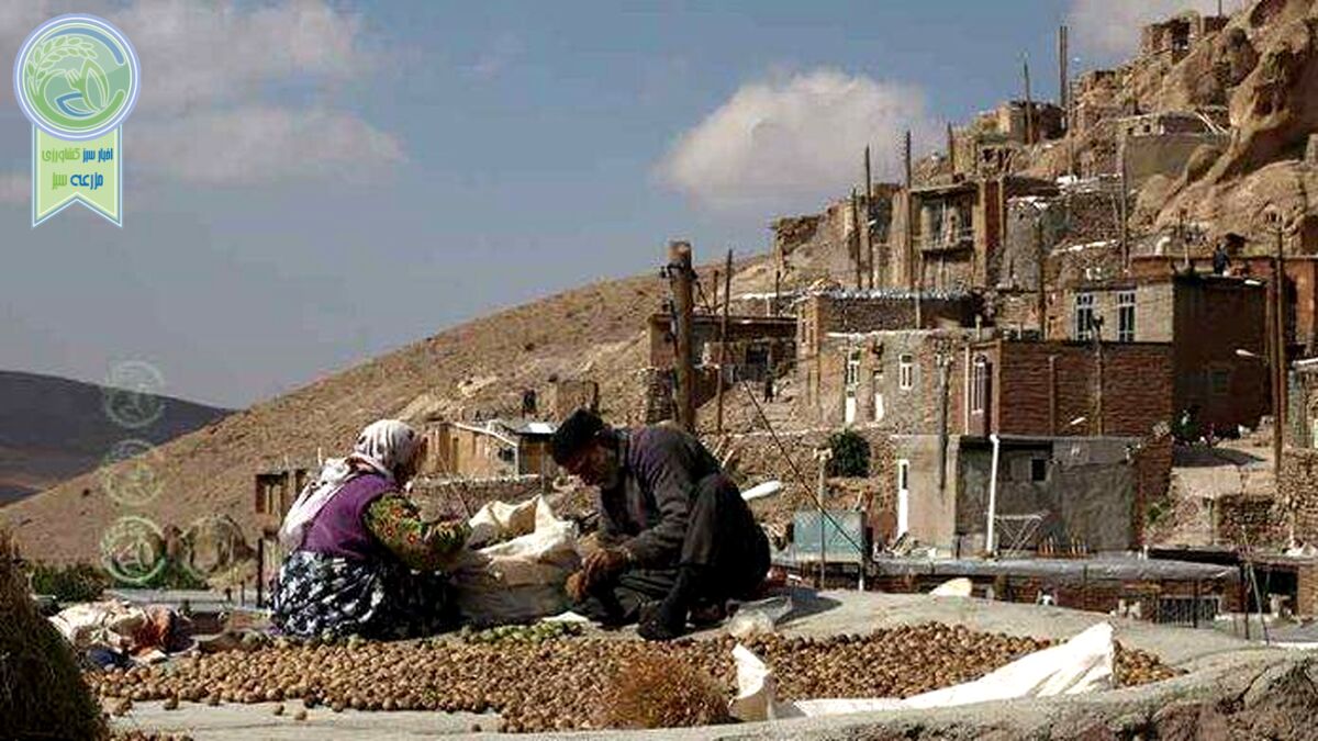 بازار معضل تمام تولیدکنندگان روستایی است