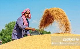  عربستان صادرکننده گندم؟ نقدی بر یک ادعا و چالش‌های خودکفایی در ایران