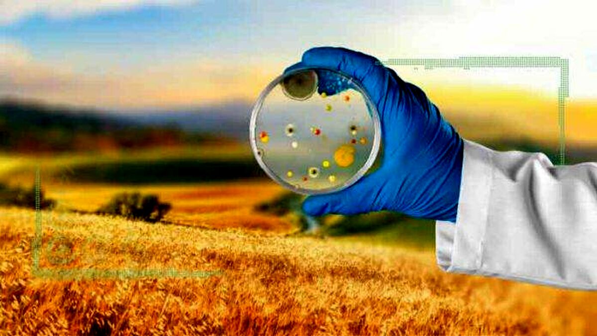 تهدید مزارع گندم توسط مایکوتوکسین‌ها