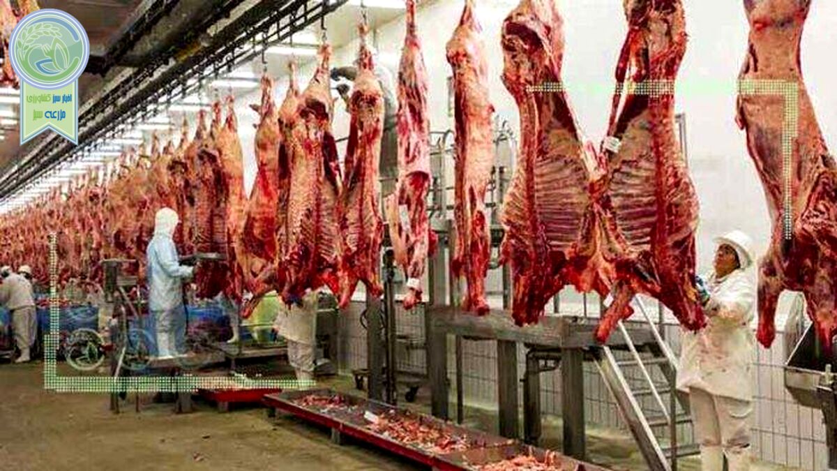 واردات ۲۵۰ هزار تن گوشت و تیشه به ریشه دامدار
