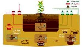 اهمیت کودهای پتاسه+اینفوگرافی