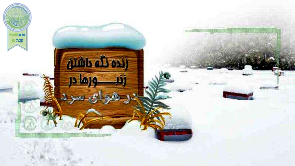 زنده نگه‌داشتن زنبورها در هوای سرد