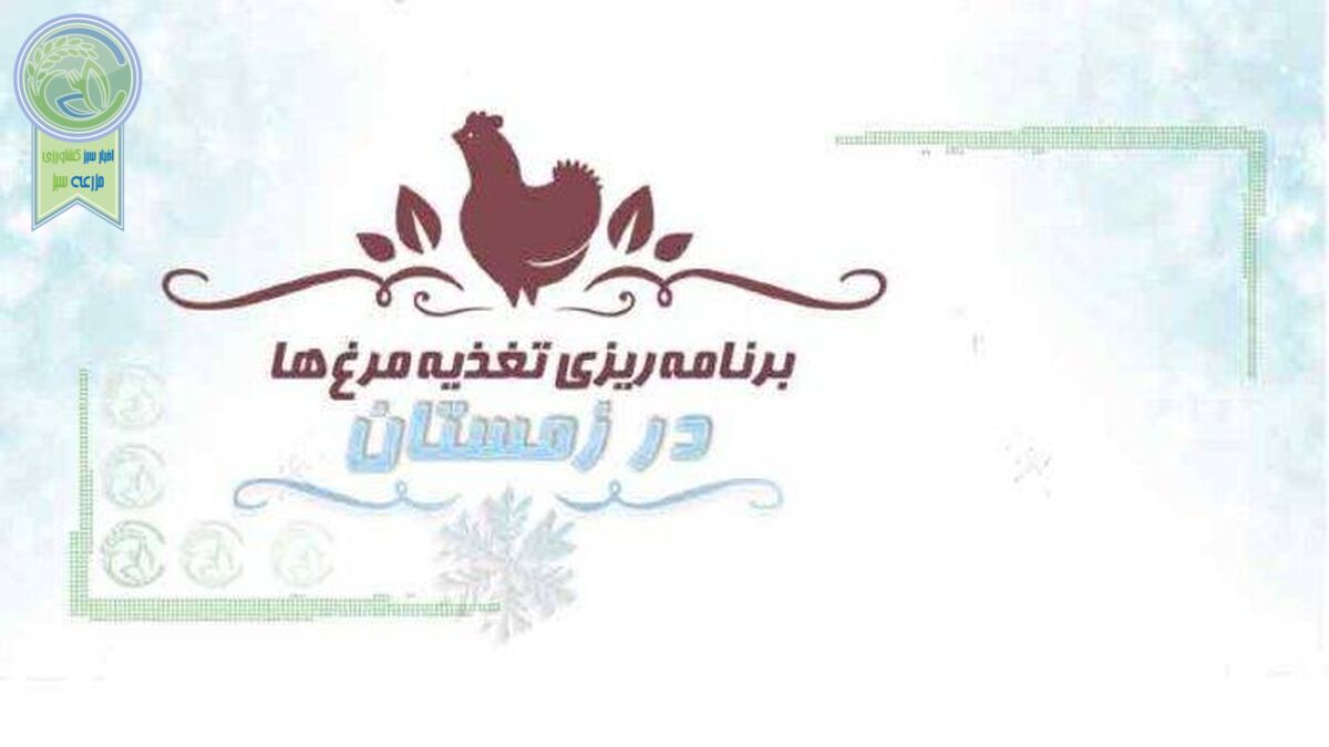 برنامه‌ریزی تغذیه مرغ‌ها در زمستان
