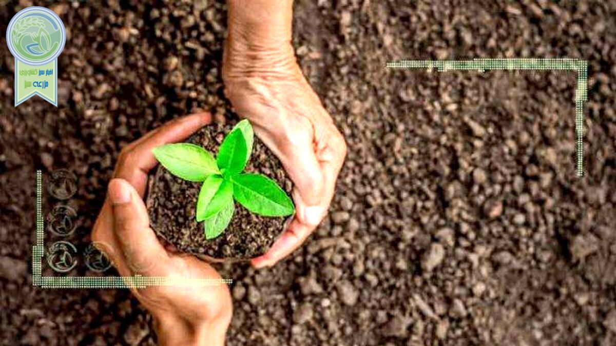 آمادگی صندوق بیمه کشاورزی برای حمایت از اجرای الگوی کشت