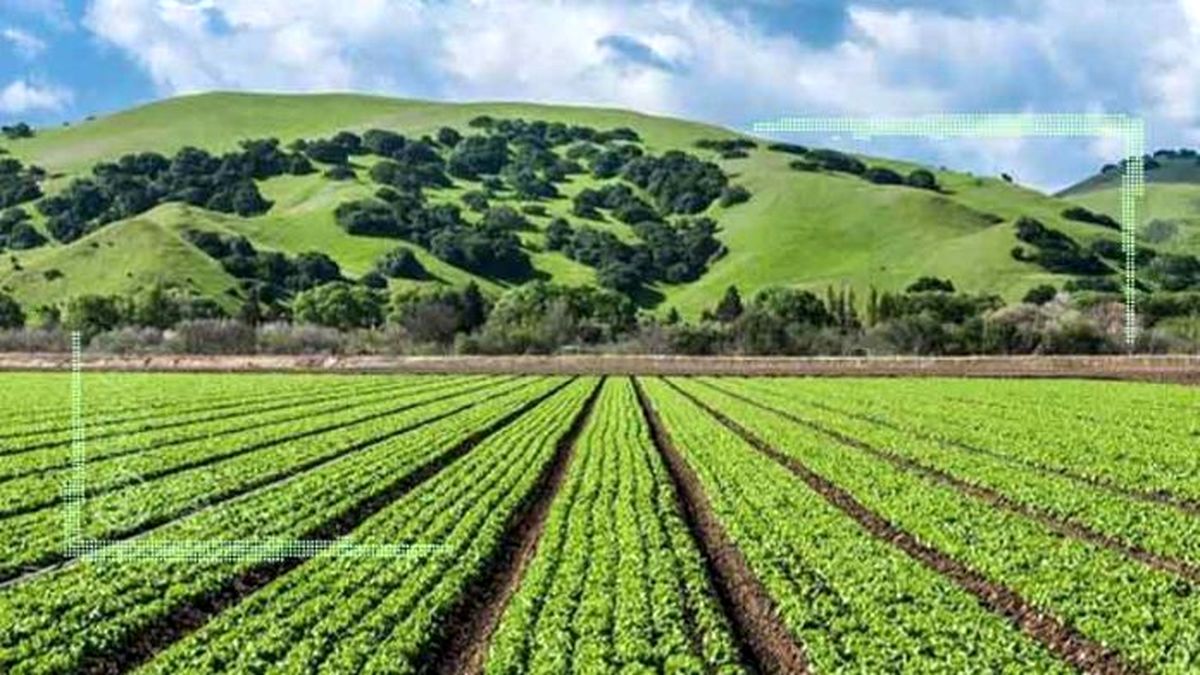 سود محصولات کشاورزی در جیب دلالان
