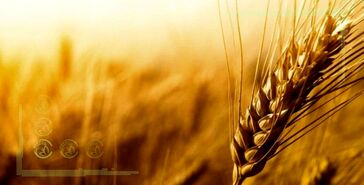 اصلاح قیمت گندم به هر کیلو ۱۷ هزار تومان