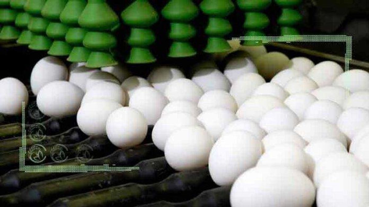 عرضه تخم مرغ ۱۵ درصد کمتر از قیمت مصوب