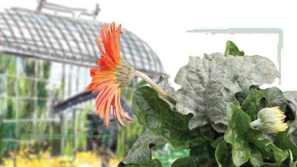 کنترل بیولوژیکی بیماری‌های گلخانه‌ای
