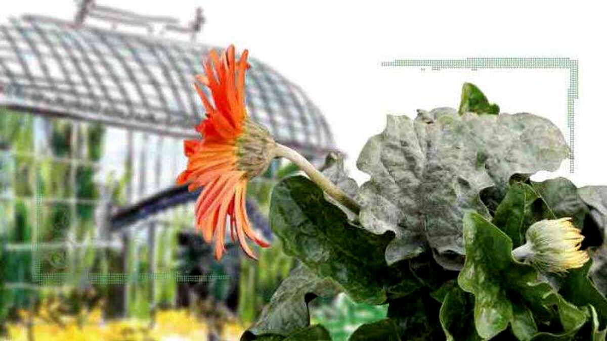 کنترل بیولوژیکی بیماری‌های گلخانه‌ای