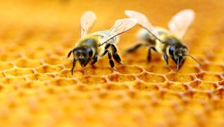 ۱۰ کشور بزرگ تولید کننده عسل در جهان