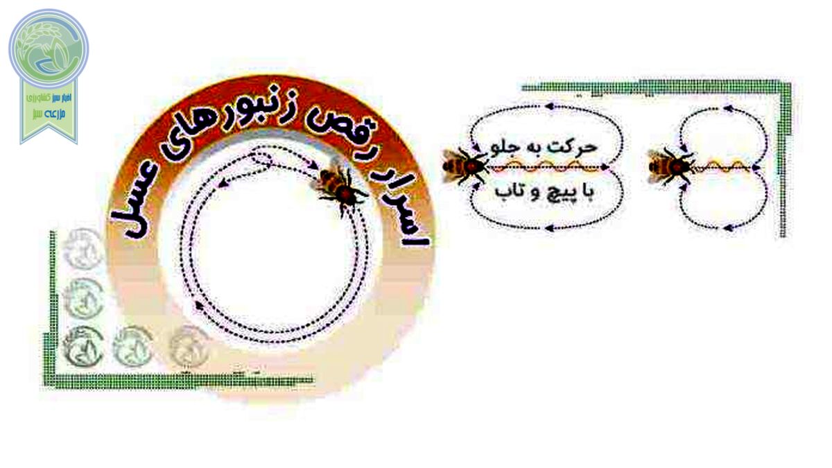 اسرار رقص زنبورهای عسل