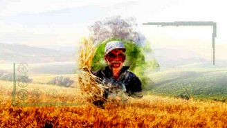 بررسی برخی بایدهای قیمت‌گذاری گندم