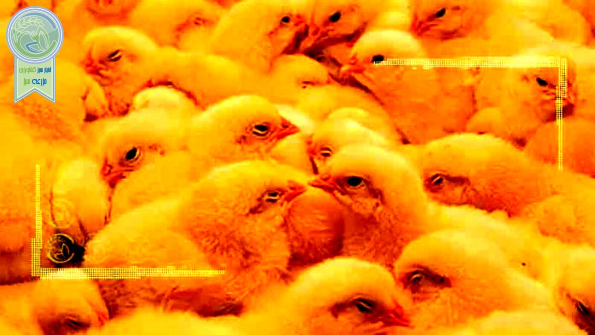 مافیای جوجه یک روزه در کشور