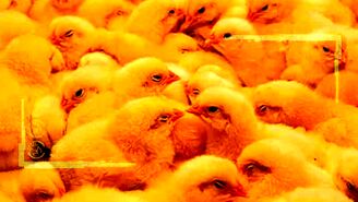 مافیای جوجه یک روزه در کشور