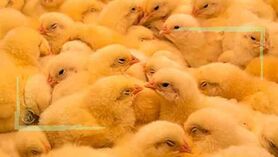 مافیای جوجه یک روزه در کشور