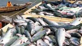 قیمت انواع ماهی ۳۰ خرداد ۱۴۰۲