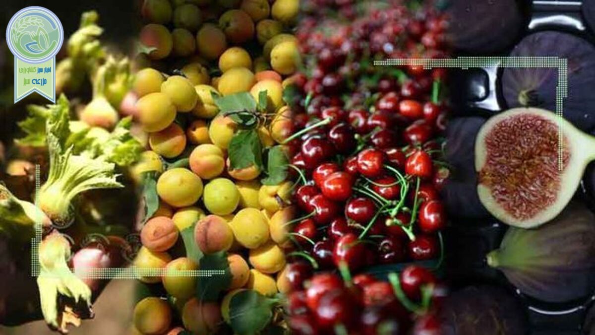قیمت میوه و تره بار ۶ تیر ۱۴۰۲