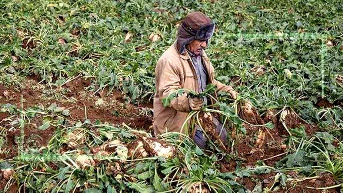 اعتباری برای الگوی کشت تخصیص نیافته