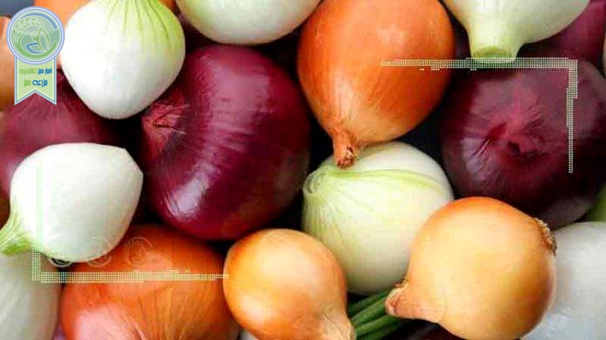 خواص کدام پیاز بیشتر است؟ سفید، قرمز یا زرد؟