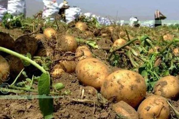 وزیر جهاد کشاورزی پیگیر حل مشکلات سیب‌زمینی‌کاران باشد