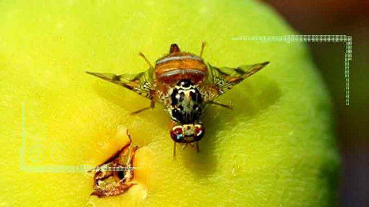 عقیم‌سازی مگس‌های نر مدیترانه‌ای