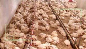 ماجرای تلف شدن ۸۵۰۰ قطعه مرغ در گناباد چه بود؟