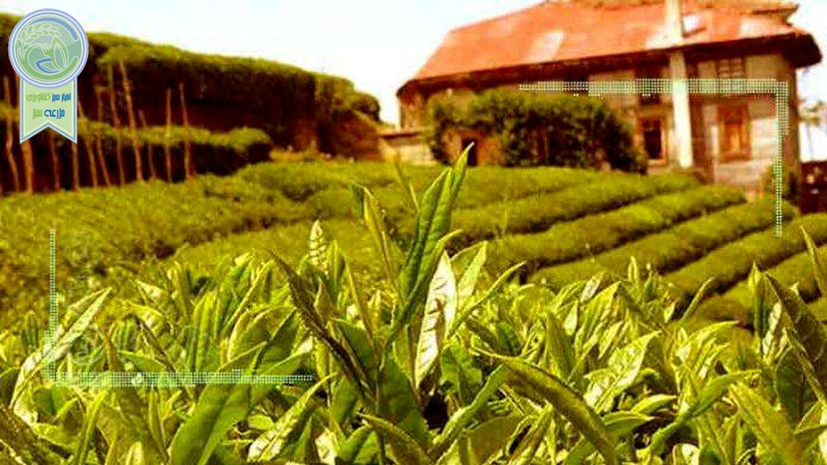 روند تجدید ساختارها در صنعت کشاورزی