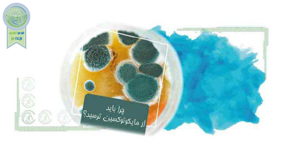 استراتژی مدیریت خطر مایکوتوکسین‌ها در غذای دام‌ها+اینفوگرافی