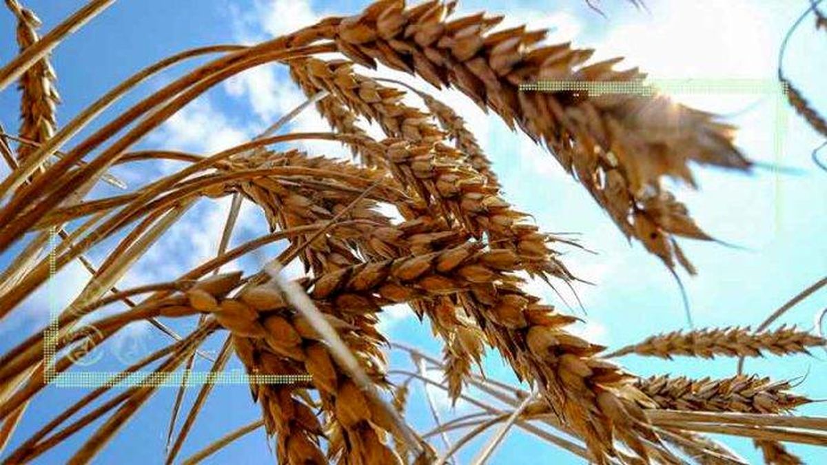 قیمت گندم برای سال زراعی جدید ۲۵ هزارتومان باشد