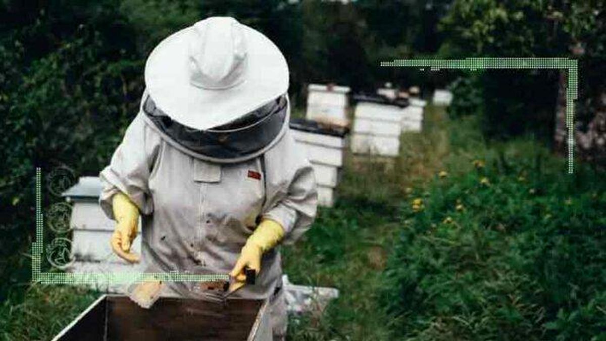 زنبوردار به کمک دولت امیدوار نباشد