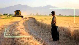 بدهی بزرگ دولت به گندم‌کاران