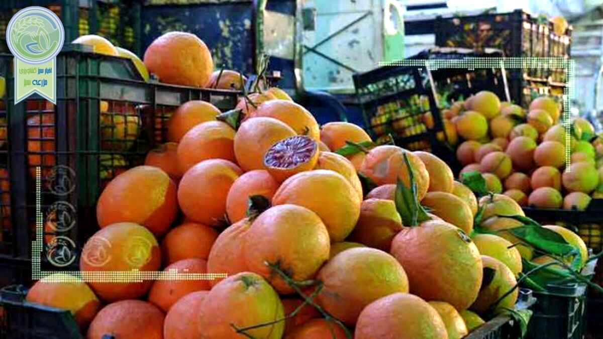 قیمت میوه و تره بار ۲۰ شهریور ۱۴۰۲