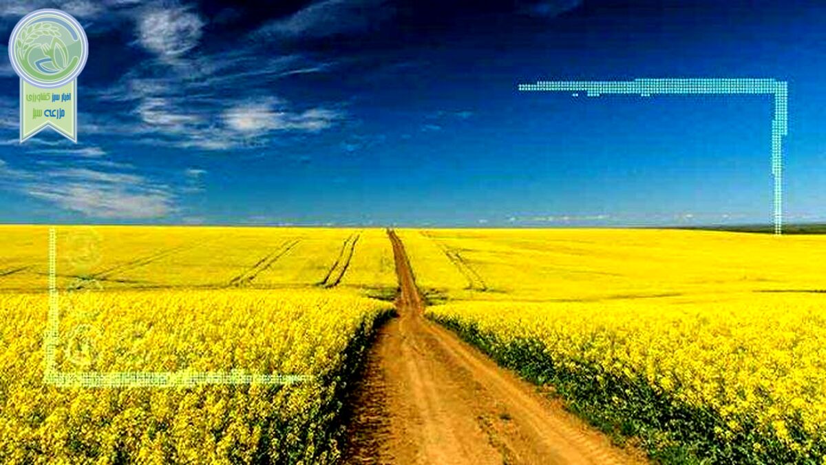 نرخ خرید تضمینی کلزا، دو برابر قیمت گندم