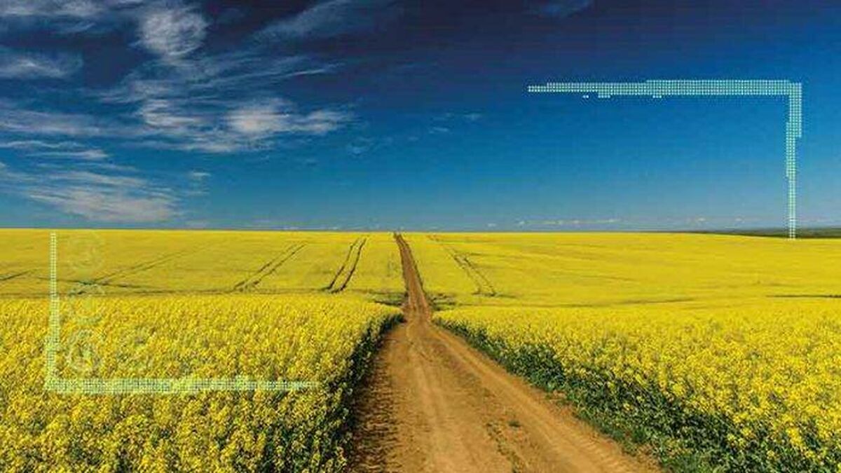  چرا دانه‌های روغنی در کشور کشت نمی‌شود؟
