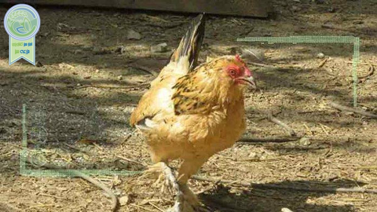  ابداع سیستمی مبتنی بر هوش مصنوعی برای حرف زدن با حیوانات