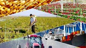 فقدان صنایع تبدیلی، کشاورزی را درو می‌کند