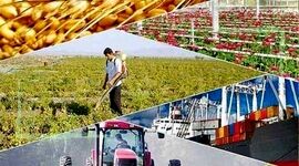 فقدان صنایع تبدیلی، کشاورزی را درو می‌کند