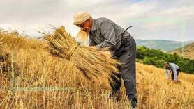 دولت ۴۵همت به گندمکاران بدهکار است