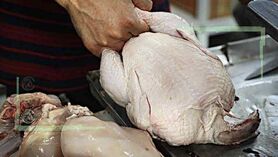 قیمت انواع مرغ در ۱۳ مهر ۱۴۰۲
