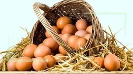 تولید یک میلیون و ۳۰۰ هزار تن تخم مرغ در کشور