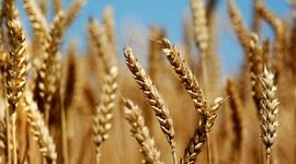 نخستین برداشت گندم در سال زراعی جدید به طور رسمی آغاز شد

