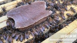غذای کمکی زنبور عسل: راهکاری نوین برای بقای کندوها در فصول کمبود غذا