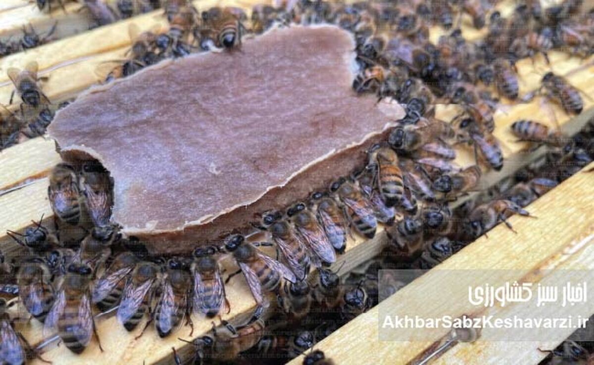 غذای کمکی زنبور عسل: راهکاری نوین برای بقای کندوها در فصول کمبود غذا